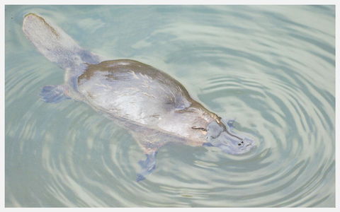 Strahan Retreat Holiday Park - Hervey Bay Accommodation 20