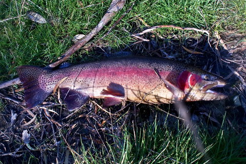 Platypus Park Country Retreat - Hervey Bay Accommodation 24