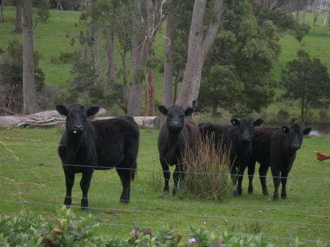 Platypus Park Country Retreat - Hervey Bay Accommodation 25