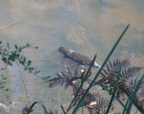 Platypus Park Country Retreat - Hervey Bay Accommodation 31