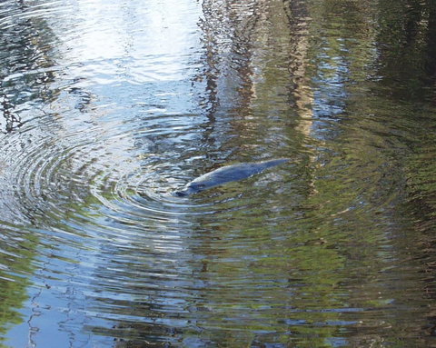 Platypus Park Country Retreat - Hervey Bay Accommodation 32