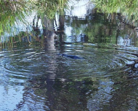 Platypus Park Country Retreat - Hervey Bay Accommodation 33