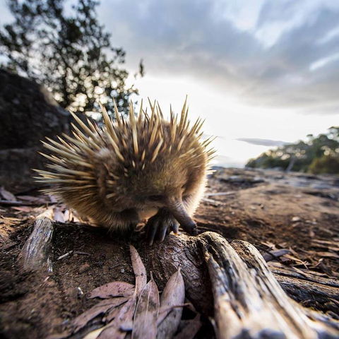 Maydena Chalet - Hervey Bay Accommodation 38