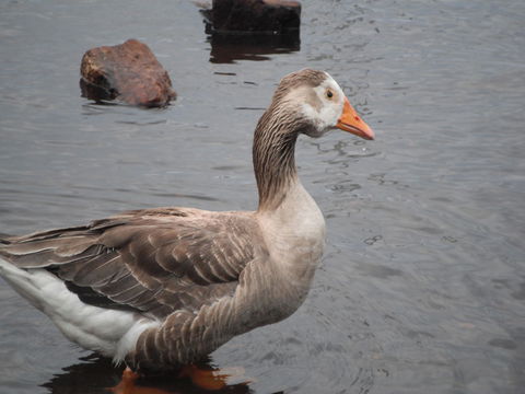 Maydena Chalet - Hervey Bay Accommodation 39
