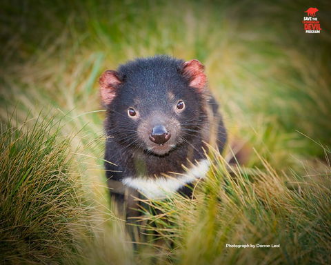 Maydena Chalet - Hervey Bay Accommodation 34