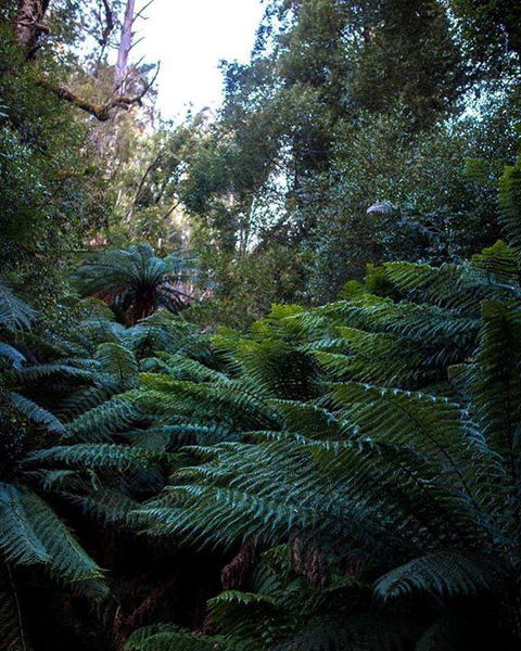 Maydena Chalet - Hervey Bay Accommodation 42