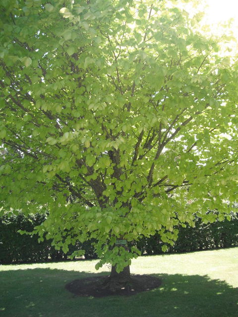 Maydena Chalet - Hervey Bay Accommodation 32