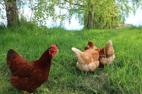 Cherry Top Farmstay - Boutique Eco Village - Tourism Hervey Bay 8