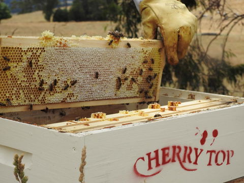 Cherry Top Farmstay - Boutique Eco Village - Tourism Hervey Bay 28