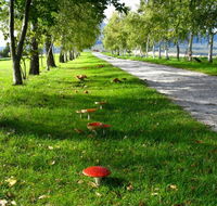 Plovers Ridge Country Retreat - Hervey Bay Accommodation