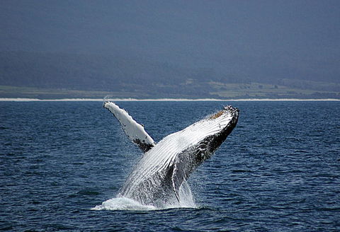 Suntrap Cove Bicheno - Hervey Bay Accommodation 39