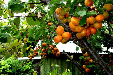 Eureka Farm - Hervey Bay Accommodation 8