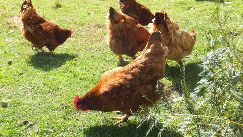 Eureka Farm - Hervey Bay Accommodation 27