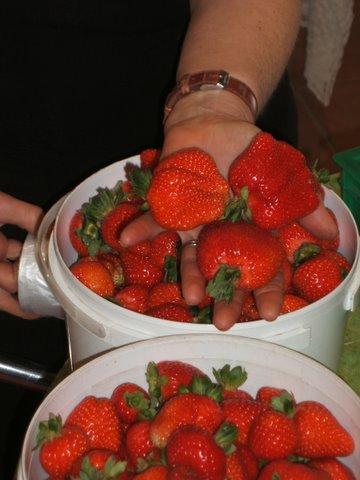 Eureka Farm - Hervey Bay Accommodation 17