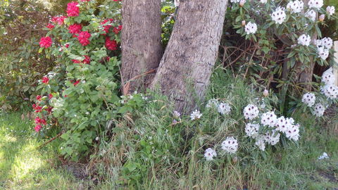 Karoola Cottage Self Contained - Tourism Hervey Bay 16