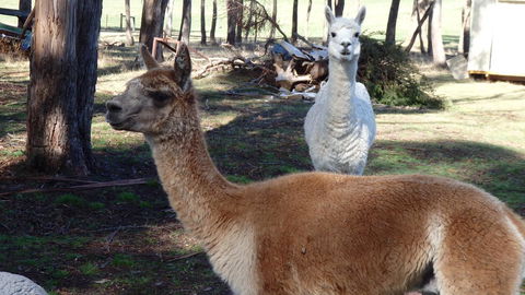 Karoola Cottage Self Contained - Tourism Hervey Bay 26