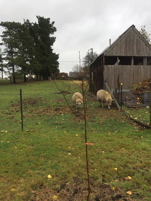 White Croft Cottage - Hervey Bay Accommodation 7