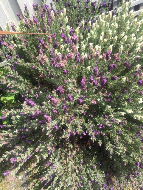 White Croft Cottage - Hervey Bay Accommodation 5