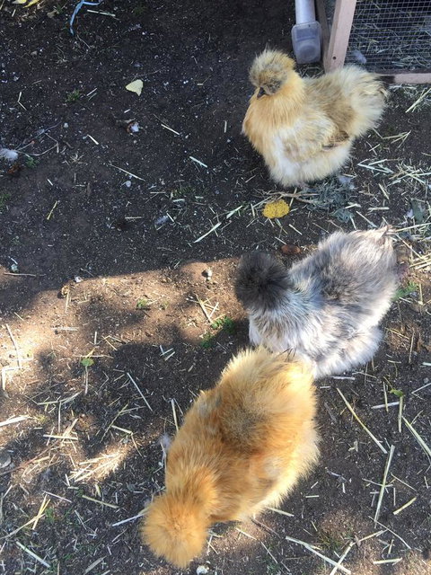 White Croft Cottage - Hervey Bay Accommodation 11