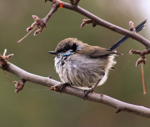 Free Spirit Pods - Hervey Bay Accommodation 0