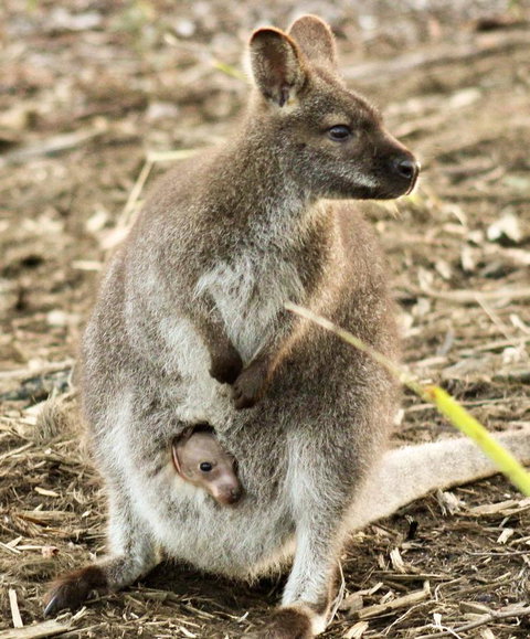 Free Spirit Pods - Hervey Bay Accommodation 2