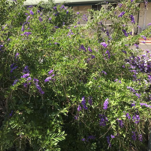 Oasis Motel - Hervey Bay Accommodation 3