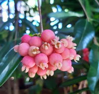 Paradise Travellers Rest - Hervey Bay Accommodation
