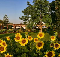 Quirindi Sunflower Motor Inn - Tourism Hervey Bay