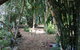 Rainforest, Water Front, River Shack, Secluded. - thumb 0