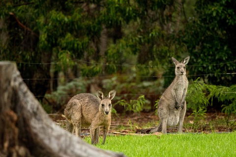 Secura Lifestyle Countryside Kalaru - Hervey Bay Accommodation 0