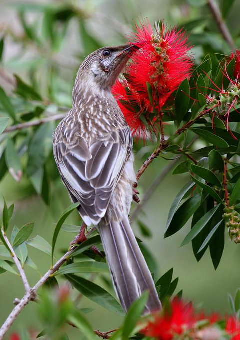Serene Vista Halls Gap - Hervey Bay Accommodation 3