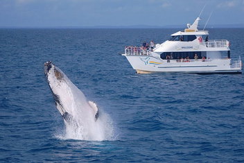 Shelly Beach Motel with Tourism Hervey Bay