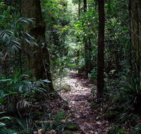 Springbrook Lyrebird Retreat - Tourism Hervey Bay