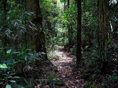 Springbrook Lyrebird Retreat - Hervey Bay Accommodation 0