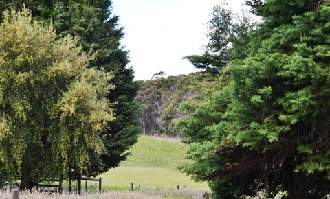 Springhill Winery - Hervey Bay Accommodation 1