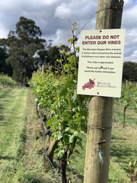 Springhill Winery - Hervey Bay Accommodation 3
