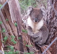 Stringybark Hills Retreat - Tourism Hervey Bay