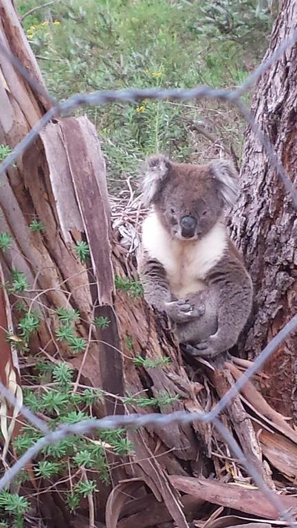 Stringybark Hills Retreat - Hervey Bay Accommodation 0