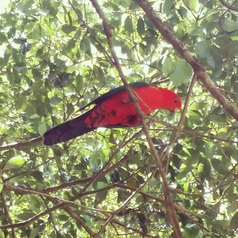 Sunshine Valley Cottages - Tourism Hervey Bay 3