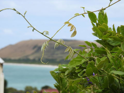Ellie\'s Cottages - Hervey Bay Accommodation 3
