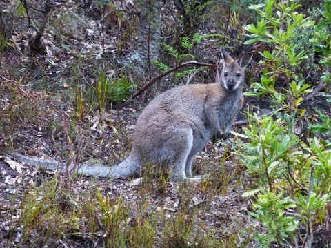 Eagles Rise Tasmania - Hervey Bay Accommodation 11