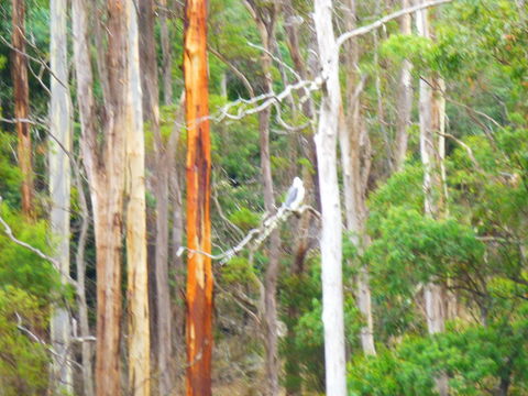 Quamby Pines Chalet - Hervey Bay Accommodation 11