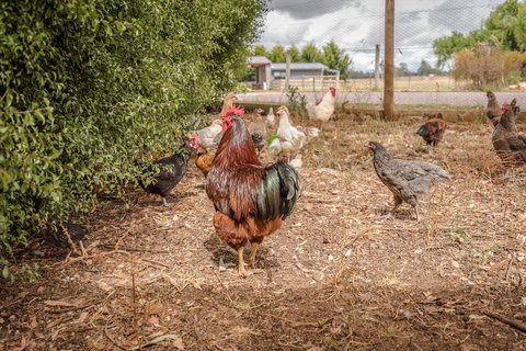 Glencoe Country Bed And Breakfast - Tourism Hervey Bay 32