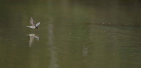 Naivasha Cottage - Hervey Bay Accommodation 13