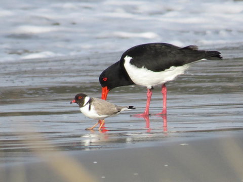 Captain Cook Holiday Park - Hervey Bay Accommodation 17