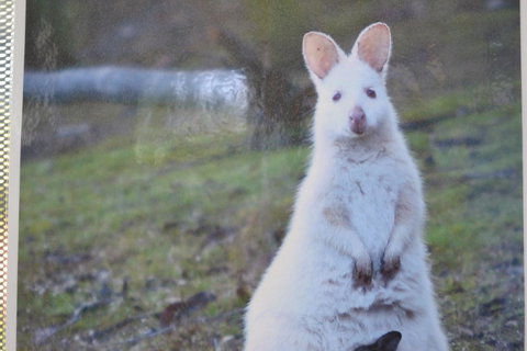 Captain Cook Holiday Park - Hervey Bay Accommodation 22