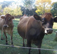 Drumreagh Bed  Breakfast Cabins - Hervey Bay Accommodation