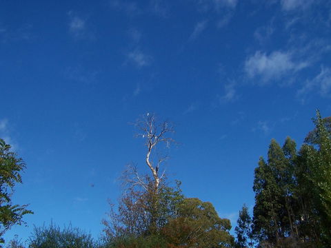 Drumreagh Cabins - Tourism Hervey Bay 8