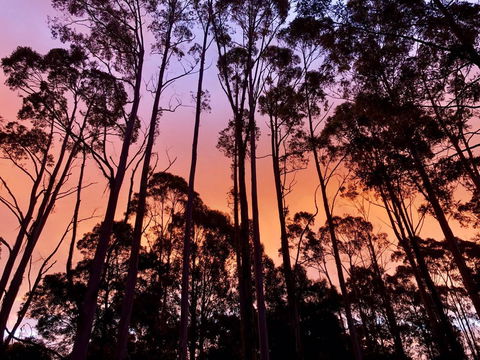 Lemonthyme Wilderness Retreat - Hervey Bay Accommodation 8
