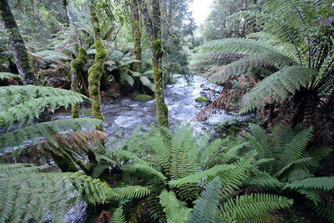 Lemonthyme Wilderness Retreat - Hervey Bay Accommodation 21